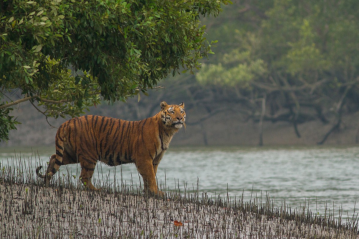 Sundarbans National Park